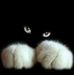 Meet your Posher, Sherry